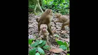 Aug-20-25 Monkey Discovery Newborn, Baby , abandoned monkey 003 #monkey #wildlife #Lynx