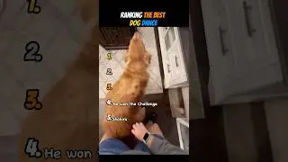 Ranking The Best Dog Dance