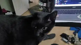 kitteh