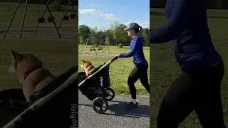 ibiyaya The Beast Pet Jogging Stroller | Conquer Every Terrain with Your Dog or Cat!