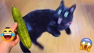 A Cat&rsquo;s Funny Love Story Featuring the Automatic Feeder!