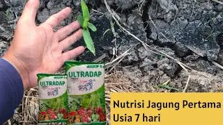 Pemupukan pertama pada jagung dengan ultradap