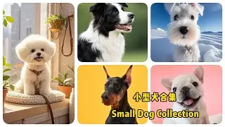 Dog knowledge, breeding and development history of small pet dogs#dog #pet #puppy #knowledge