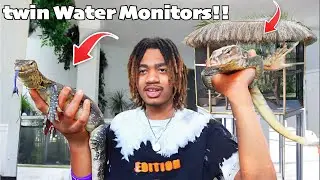 Building My Twin Asian Water monitors A Winter Enclosure!! | WILDA