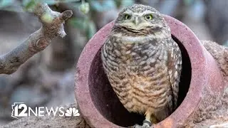 Arizona&rsquo;s solar farms are forcing relocation of burrowing owls