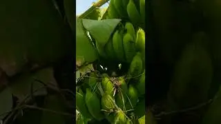 menemukan sarang burung kutilang sayang tinggal satu #shorts #sarang #kutilang