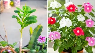 Learn to propagate periwinkle by air layering  | 100% Success tips