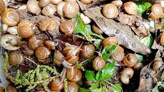 🐙 Small snial alot eating fruits now 🦈 | 🌊 Alot white snail eat fruits