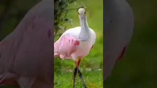 wading bird of the ibis and spoonbill family