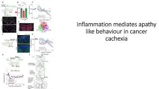 Inflammation mediates dopamine reduction in Cancer-Cachexia (wasting syndrome) #Code: 886
