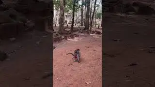 Monkey activities at Bayon Temple