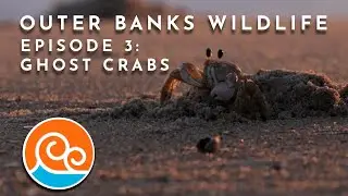 Outer Banks Wildlife: Episode 3, Ghost Crabs
