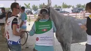 Конные пробеги - Endurance Presentation in Russian