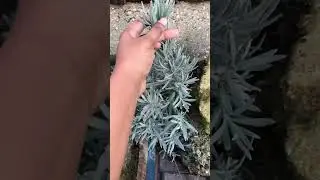 Growing Lavender in Winter | Kent UK