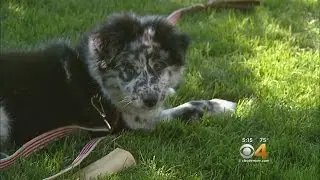 New Treatment Option For Puppies With Parvo Thanks To CSU Researchers