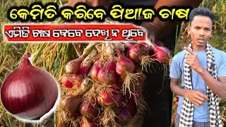 ପିଆଜ ଚାଷର ନୂଆଁ ଟ୍ରିକ୍| How to Grow  Onion farming |@DRfarmingTv