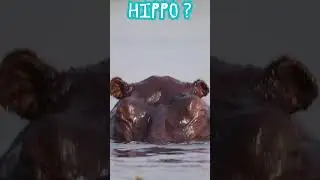 HIPPO, #Hippo,#Tropicalanimals