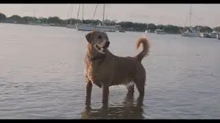 Davis Island Beach-Filmed with the bmpcc 6k pro and Sigma 18-35m lens.