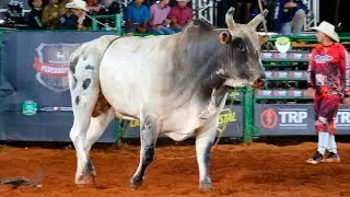 DISPUTA FINAL em TOUROS | Rodeio de PEDRANÓPOLIS-SP 2025
