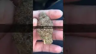 Best strain ever!!! #420 #stonersonly