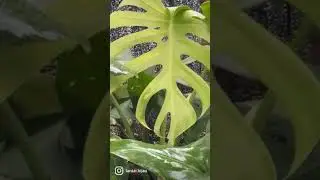 Misting Otomatis di Greenhouse Lantai Hijau