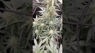 What what seed bank should I try next ! Also got a code cashup123hci on spider 🕷️ #trending