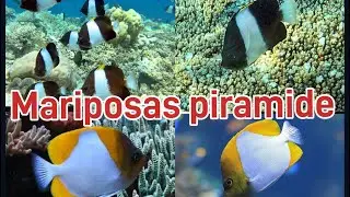 Peces mariposa pir&aacute;mide del genero hemitaurichthys polylepis y zoster excelente pez