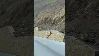 Pakistani National Animal Markhor | #gilgitbaltistan #nature