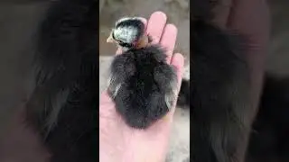 Nosso projeto Polaco Bal&atilde;o 🎈 n&atilde;o temos pintinhos nem ovos para venda deles!! #sitio #aves #chicken