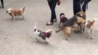 DiMattina Dog Run MeetUp: May 15, 2016 (Part 3)