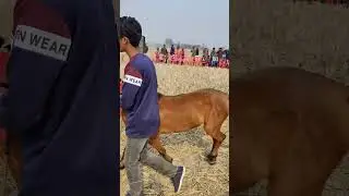 নাল টাটু ঘোড়া #automobile #horserace #horse #horseracingevent #unfrezzmyaccount#horseracing#bull#cow