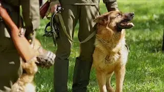 Want to Adopt a Retired Military Dog? Here&rsquo;s How | Southern Living