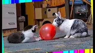 #521 Luna and Venus 😸🐰 Funny cat and cute bunny