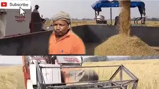 ବିଲରେ ଖାଇବା ଯଉଁ ମଜା ରାଜ ଉଆସରେ ବି ନାହିଁ ❤️// #trending #viralvideo #agriculture #rice#village 
