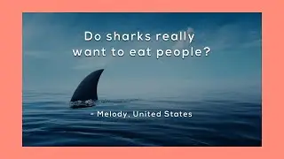 Do sharks really want to eat people? (Review)