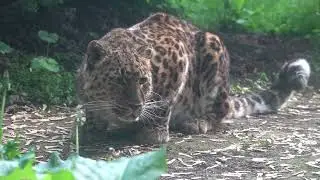 Amoerpanter (Amur leopard) / Diergaarde Blijdorp (Rotterdam Zoo) 2025