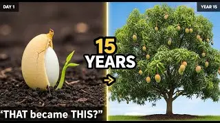 Mango Tree from Seed, 15 YEARS in 60 Seconds | Full Growth Timelapse