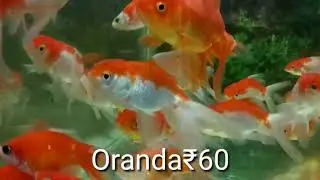 Betta Fish Gold Fish Angle Fish Cheap Price