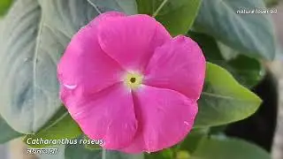 Catharanthus roseus | নয়নতারা ফুল