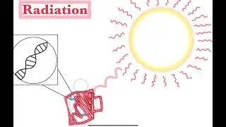 STEM in Action: The Science of X-rays