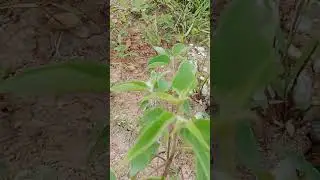 MENGKIRAI/MENGKURAI (Trema Orientalis) #Herbal #G #Trending #H #Viral #I #Top #K #Music #Song #L #M