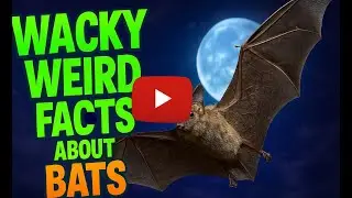 Wacky Weird Facts about BATS