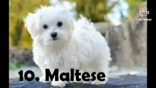 Top 10 friendly dogs that can be your pet