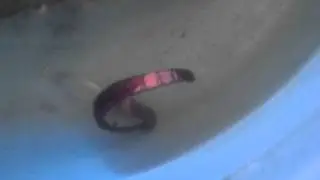 Walking worm demonstration