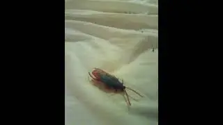 Six eyed sand spider vs cockroach