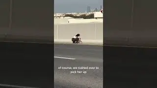 Rescue a kitten on freeway at the last moment
