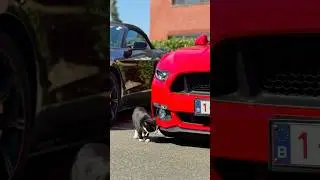A cat enjoying Mustangs 😎 #cat #cats #car #ford #fordmustang #mustang #mustangfever #belgium #love