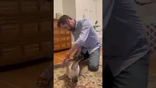 Animal Healing with Bio Energy Healer Michael D'Alton