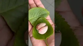 Rem&eacute;dio natural que acaba com todos esses problemas! #receitas #dicas