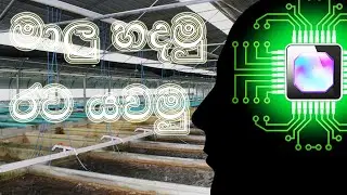 මාලු ඇති කරන එකේ මම ඉගෙන ගත්ත දේවල්..